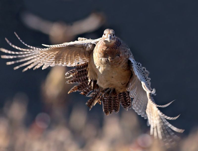 Phasianus colchicus фото превью