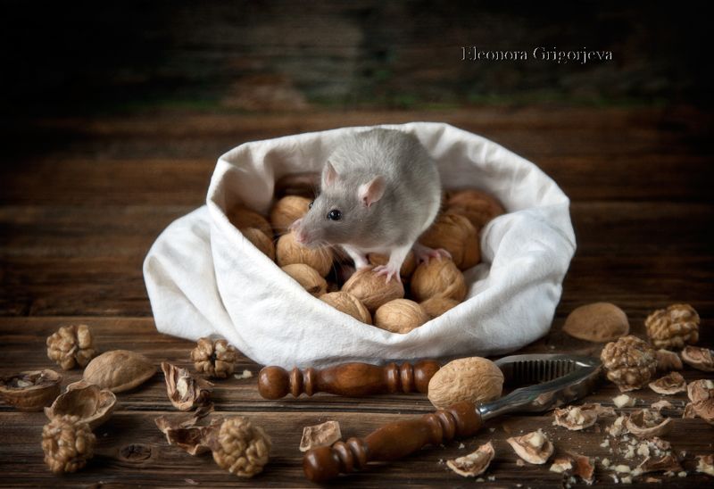 крыса, домашнее животное, натюрморт, дамбо, животные, грызуны Маленькие  серенькие жители моего дома фото превью