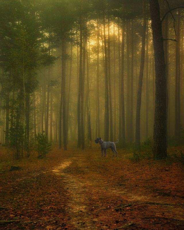 прогулка в лесу фото превью