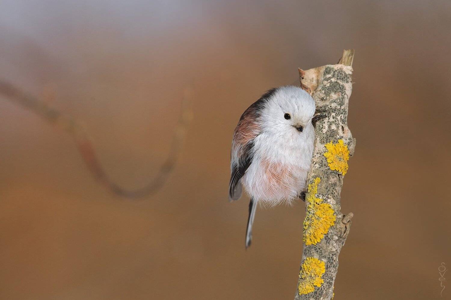 ополовник, длиннохвостая синица, Байбекова Светлана