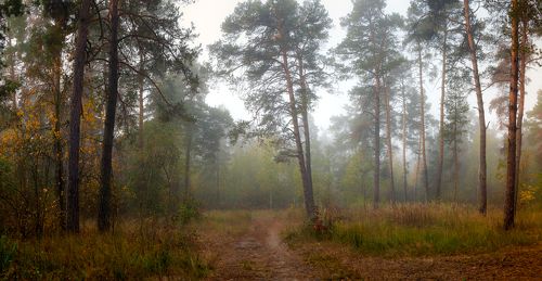 Тихая осень явилась на Землю неслышно
