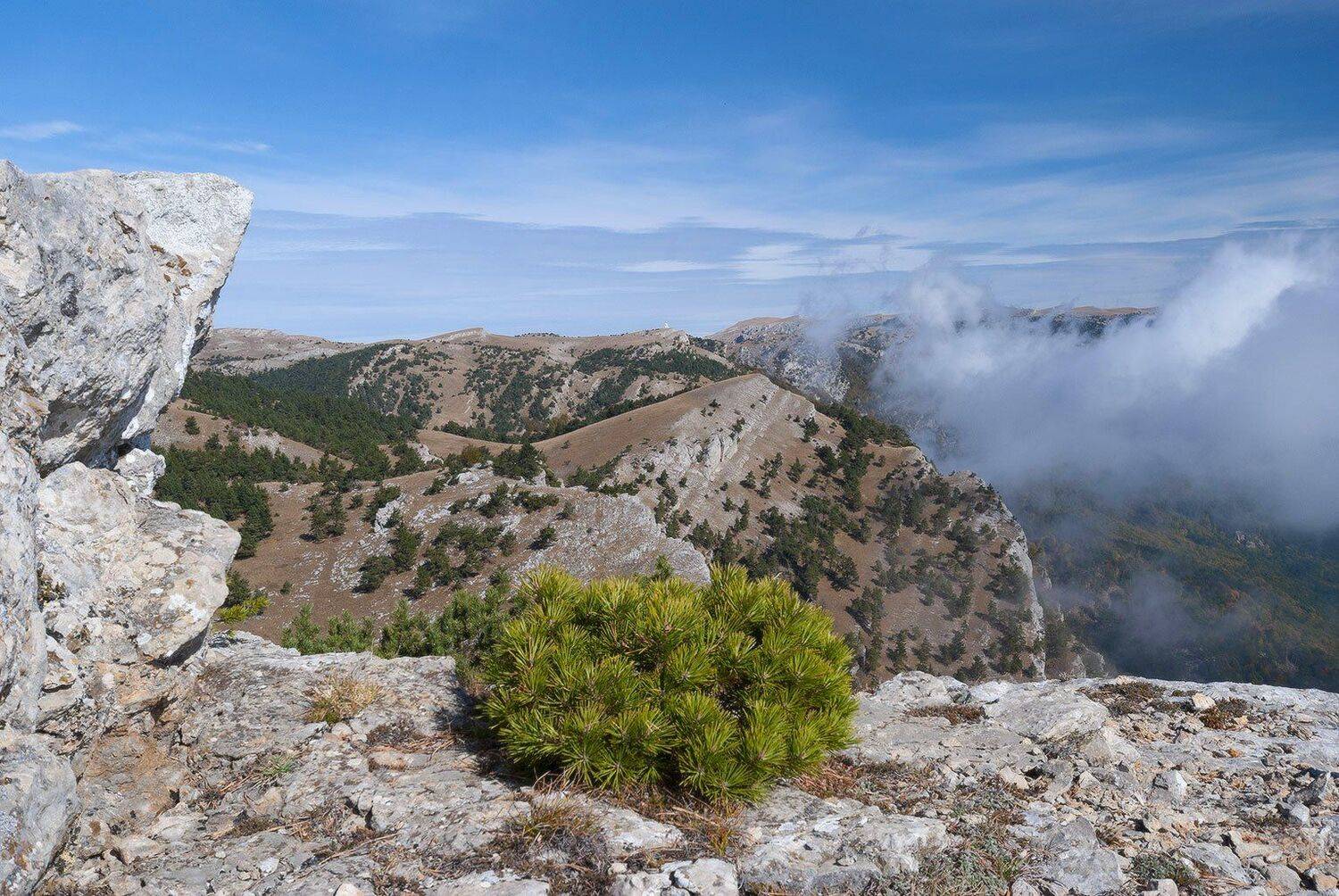 , Саша  Вайсберг / Waldschnepfe /
