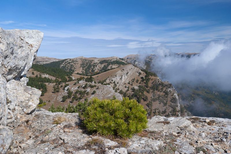 Крымский бонсай..... фото превью