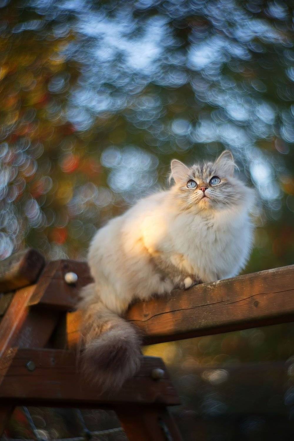 кот, кошка, животные, боке, петцваль, Елена Соловьёва