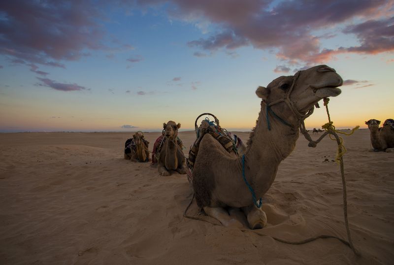 тунис, дуз, сахара, закат, верблюд На закате фото превью