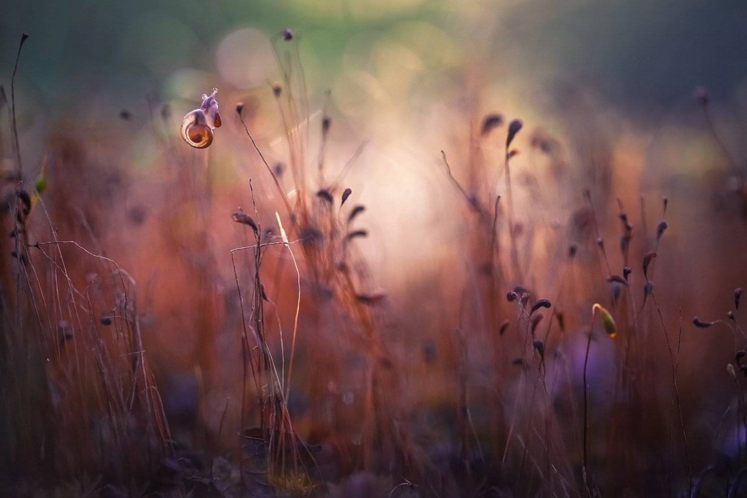 , Вячеслав Мищенко