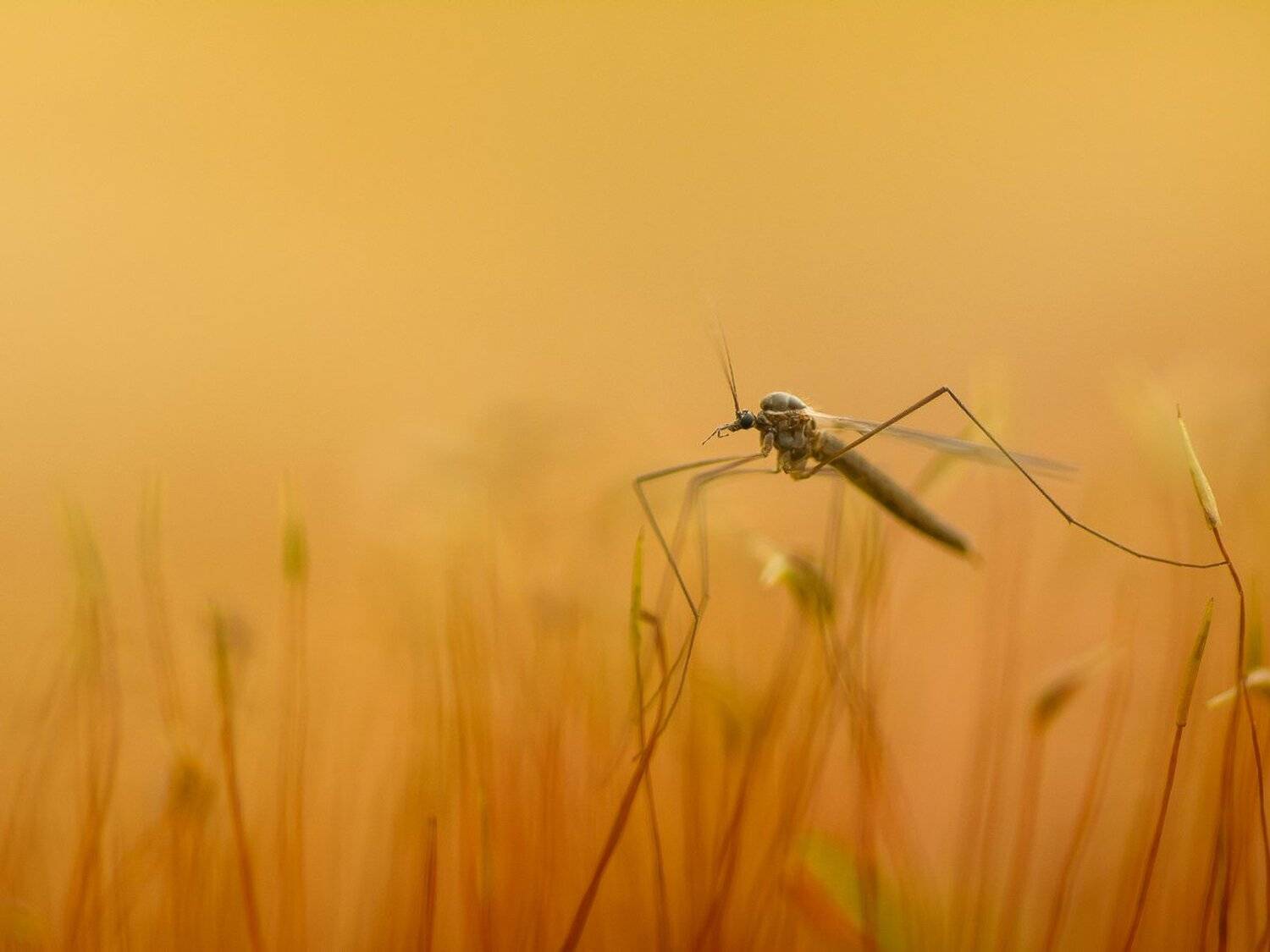 , Кузнецов Дмитрий