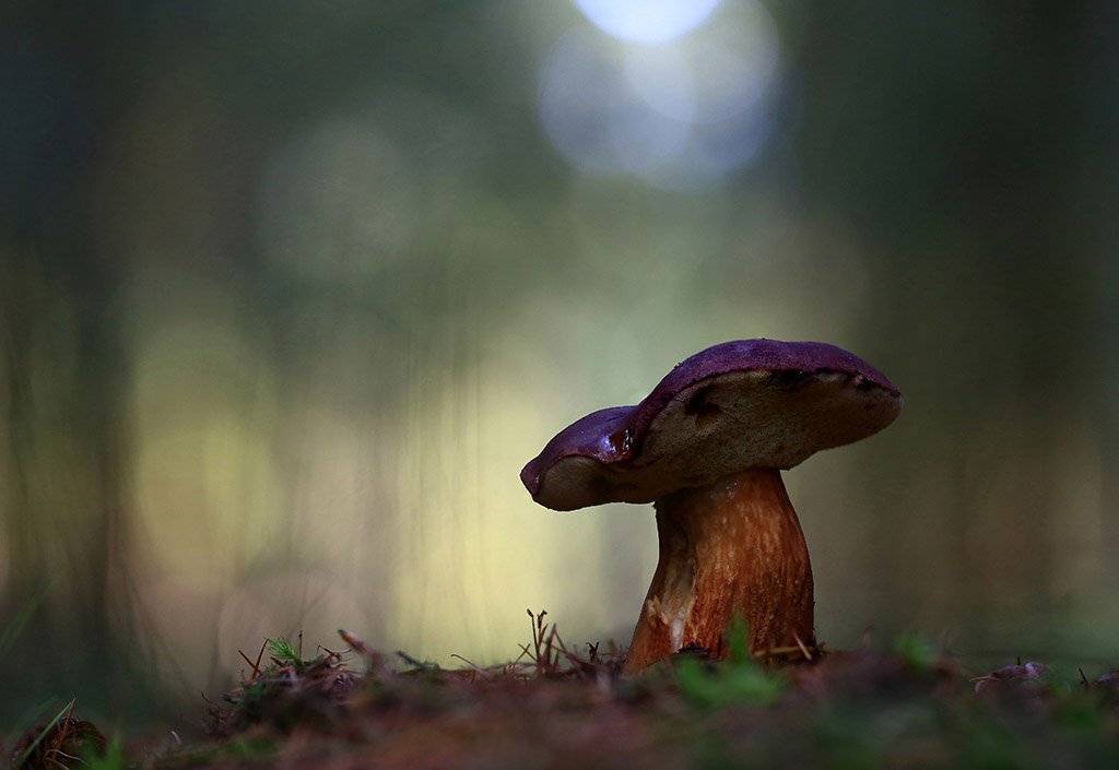 гриб, осень, заросли, листья, ветви, дерево, мох, деревья, растения,природа, фон, зеленый, коричневый, красиво, листва, облачно., Виктор Шнайдер