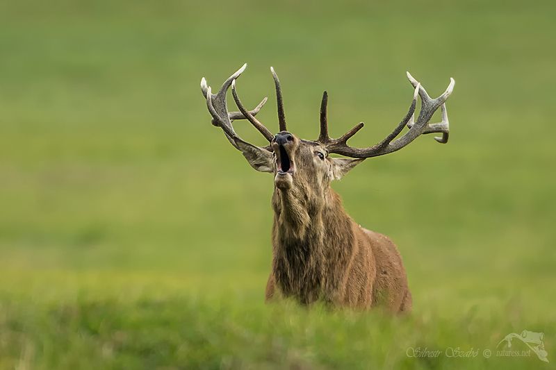 jelen  jelen фото превью
