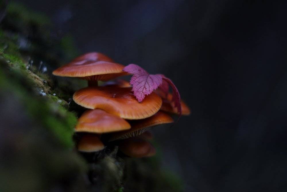 осень вечер грибы опята, Петриченко Валерий