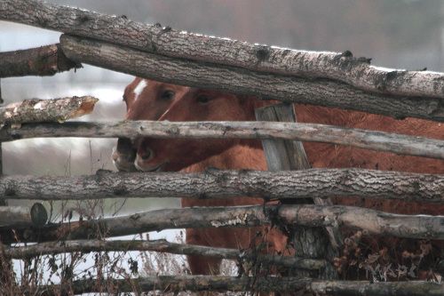 Лошадиная любовь