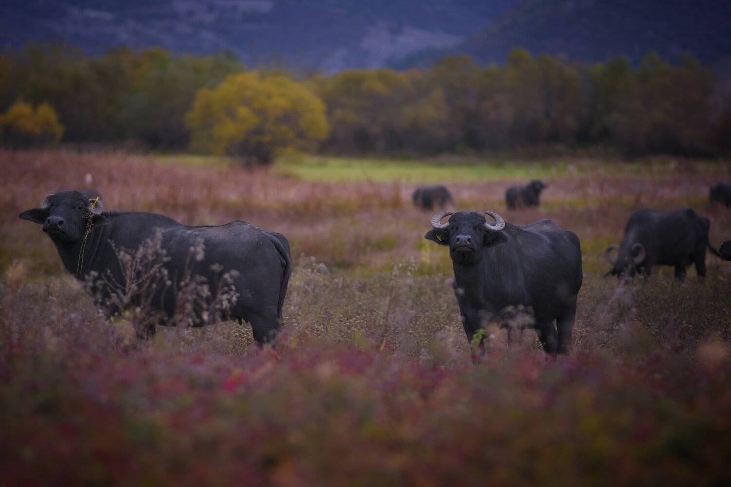 буйвол, природа, осень, болгария,, Даниел Балъков