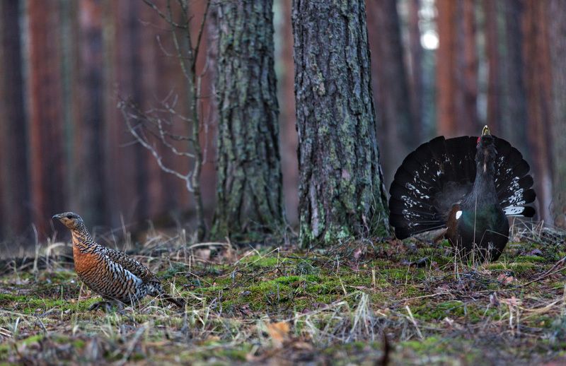 Глухари Песня о любви. фото превью