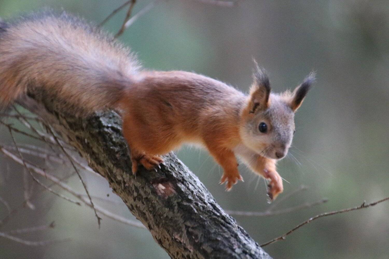 лес белка осень, Евгения Малафеева