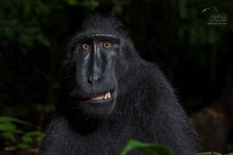 Чёрные хохлатые макаки фото превью