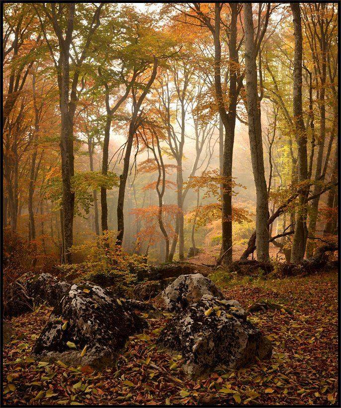 , Владимир Метцгер