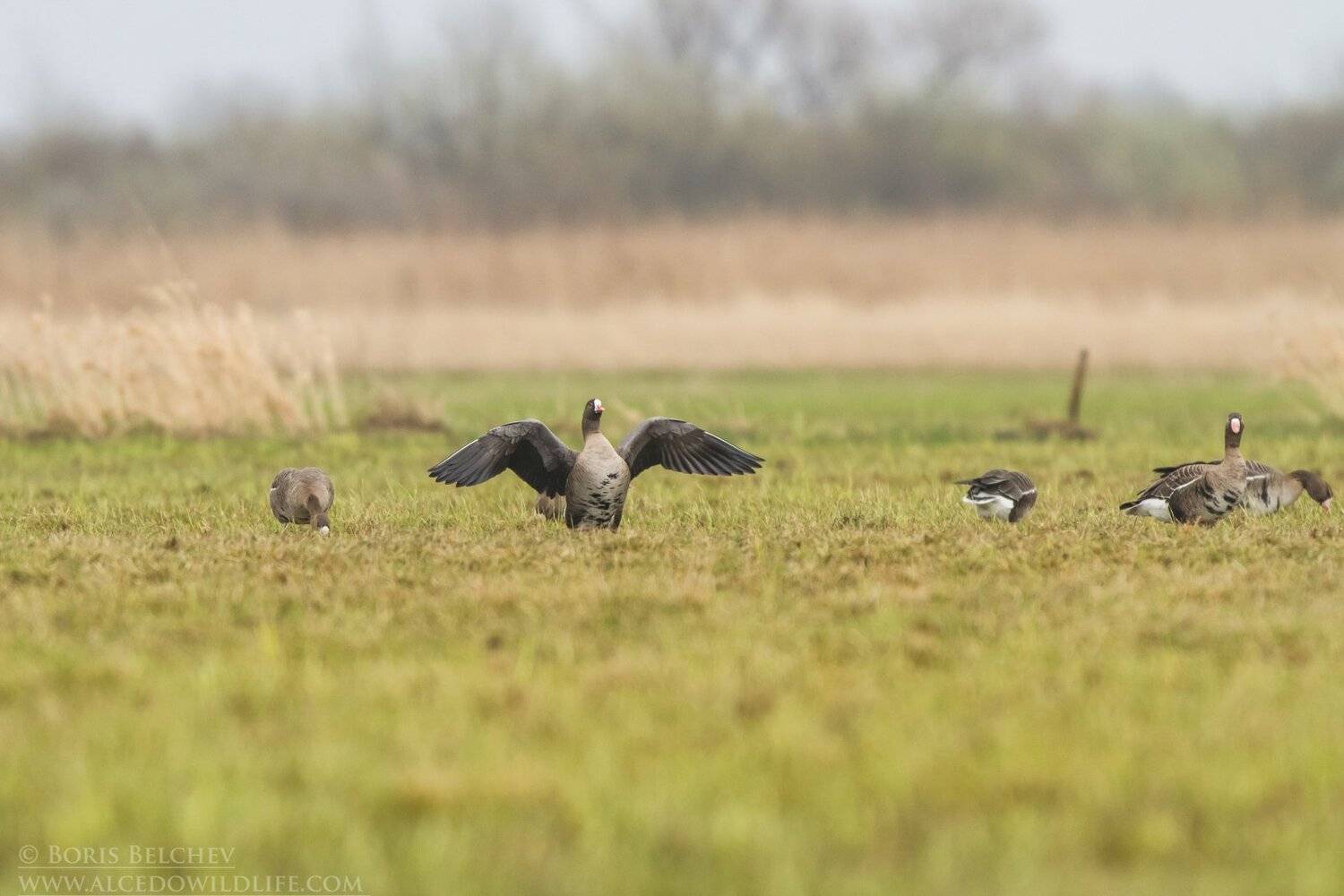 , Борис Белчев