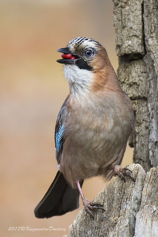 Сойка фото превью