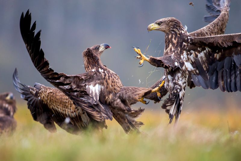 Fight фото превью