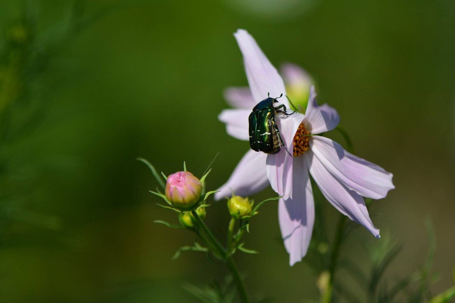 , Юрий Пужалин