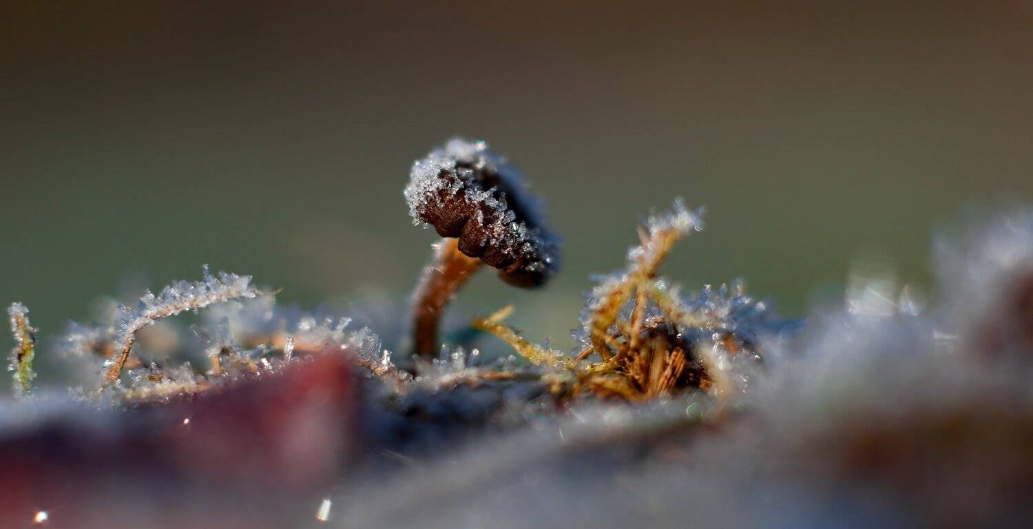 осень, природа, беларусь, лес, Sixten ( Сергей )