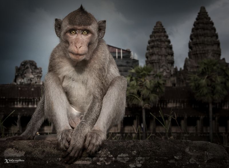 фото превью