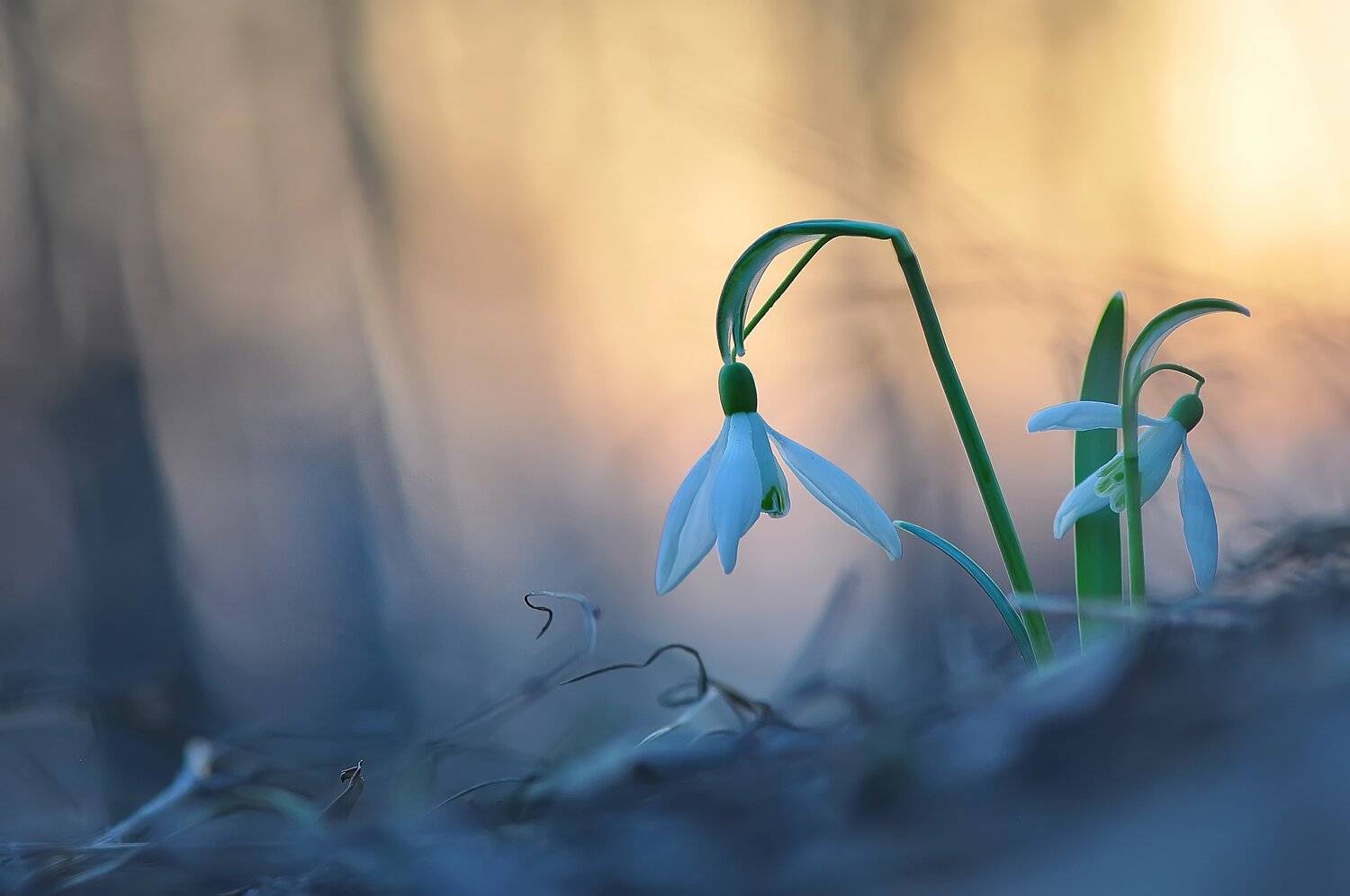 подснежники, первоцвет, Макеев Алексей