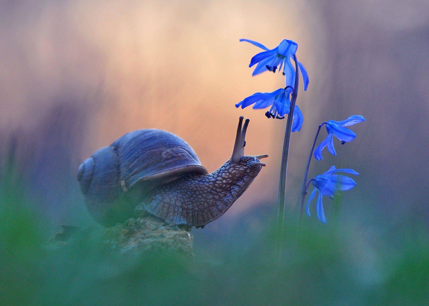 , Макеев Алексей