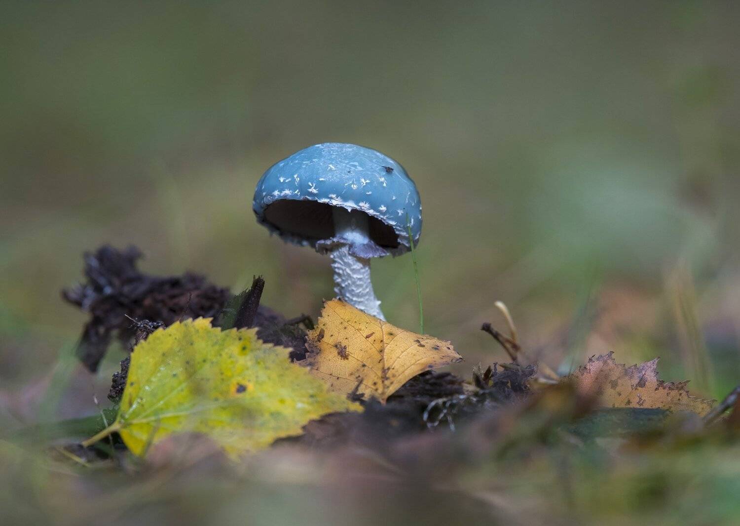 природа,лес,грибы,осень,, Андрей Киселёв