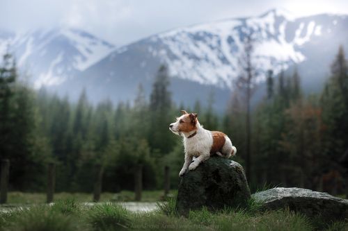 Дейзи в Горах