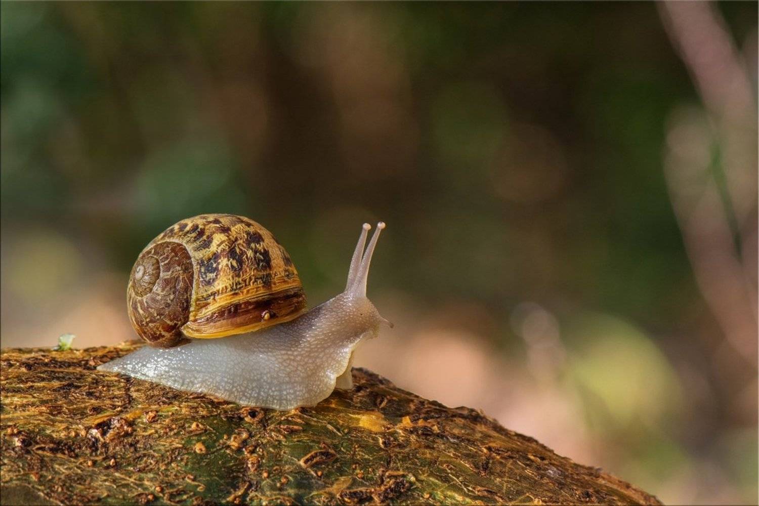 улитка, утро, ноябрь, Людмила Бекман