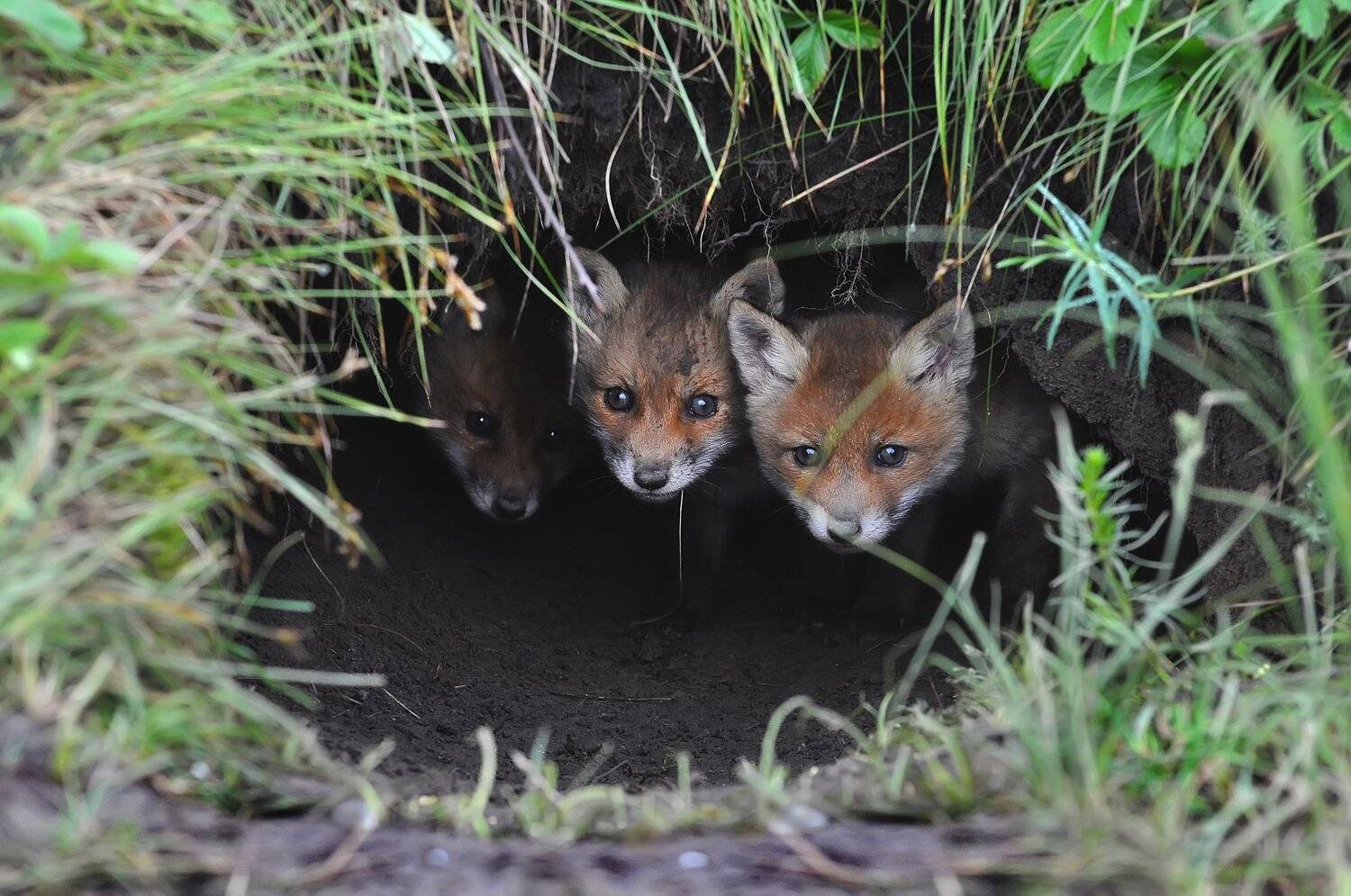 лисята, Макеев Алексей