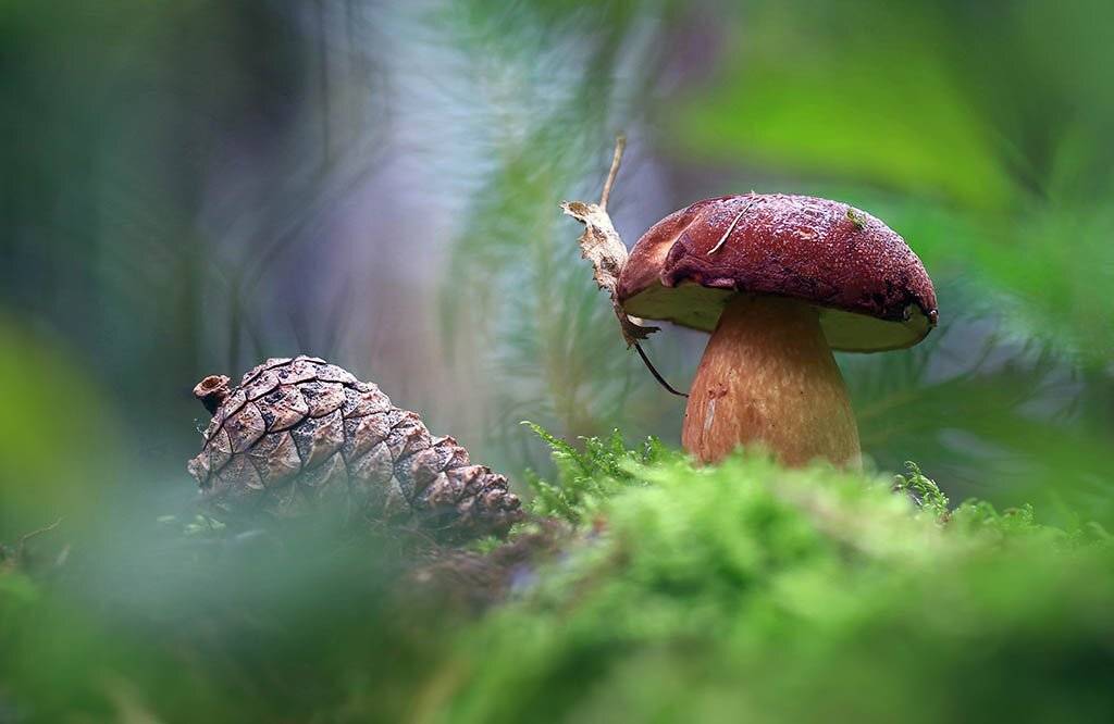 гриб, белый гриб, осень, заросли, листья, шишка, ветви, дерево, мох, деревья, растения, природа,  фон, зеленый, коричневый, красиво, листва, облачно. , Виктор Шнайдер