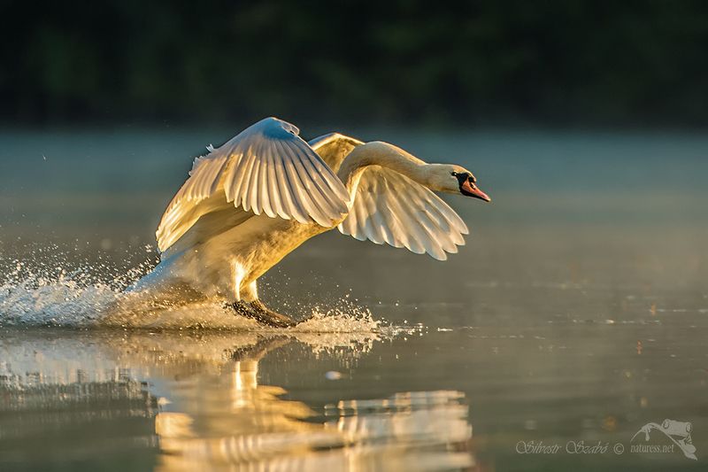 Cygnus Cygnus фото превью