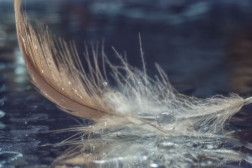 Фантазии на тему перышек