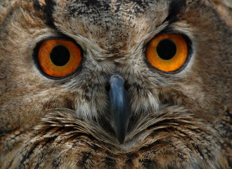 Bubo Bubo фото превью