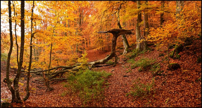 Золотая осень фото превью