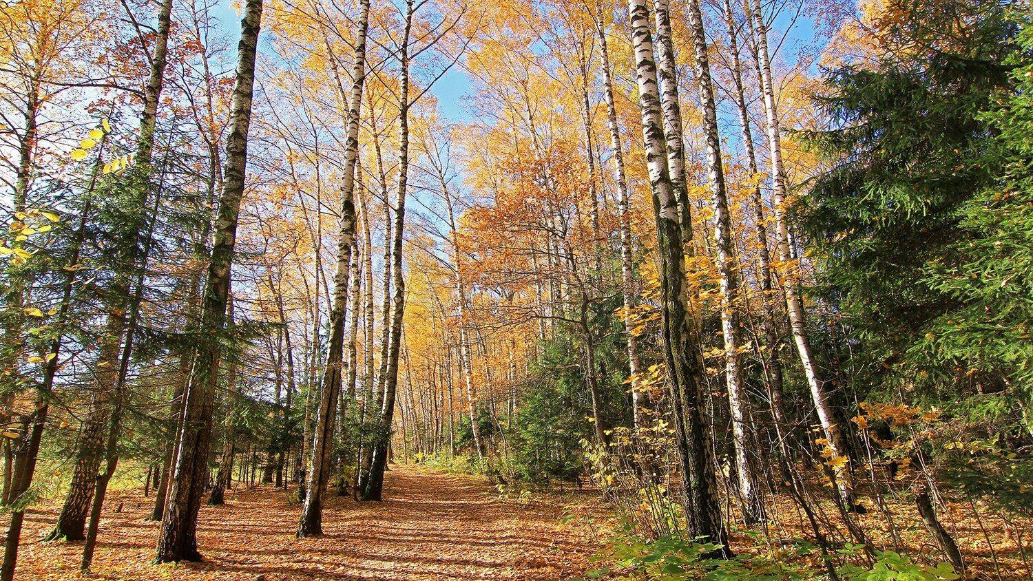 , Михаил Крюков