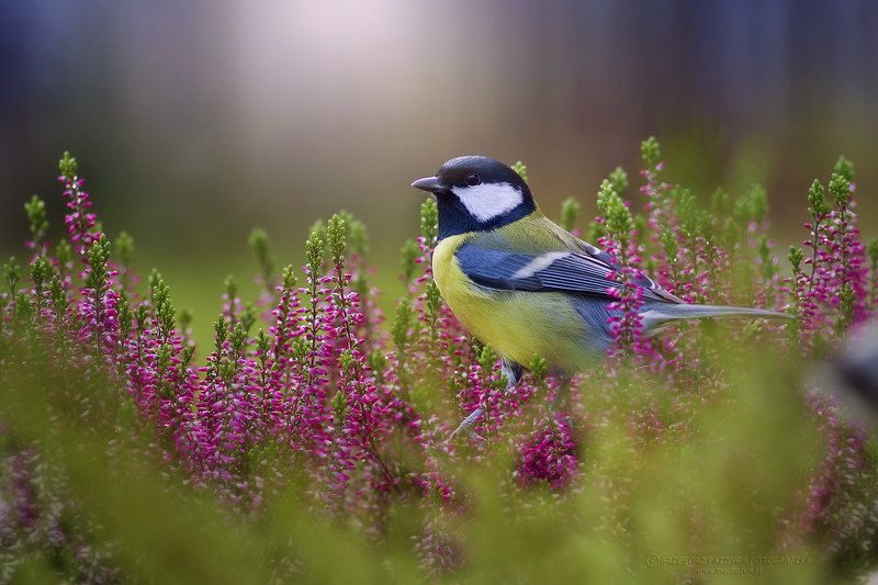 Parus major фото превью