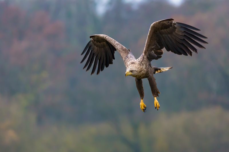 White tailed eagle фото превью