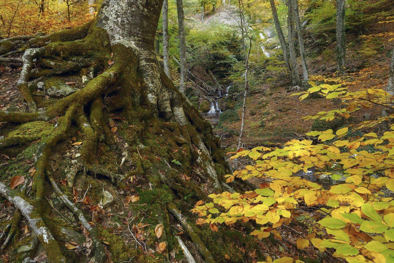 крым crimea черное море утро джур-джур солнечногорское водопад ручей осень улу-узень, Владимир Карпухин