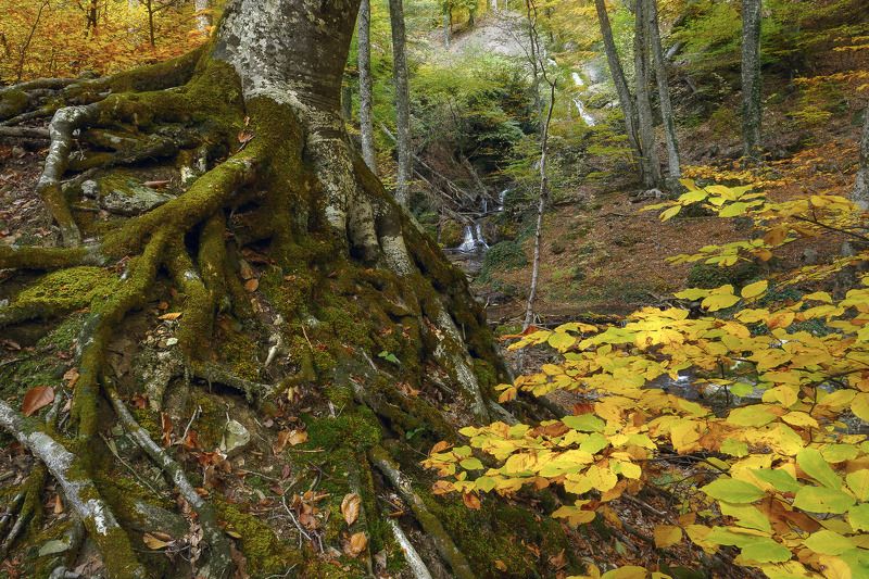 крым crimea черное море утро джур-джур солнечногорское водопад ручей осень улу-узень Лапы великанов фото превью