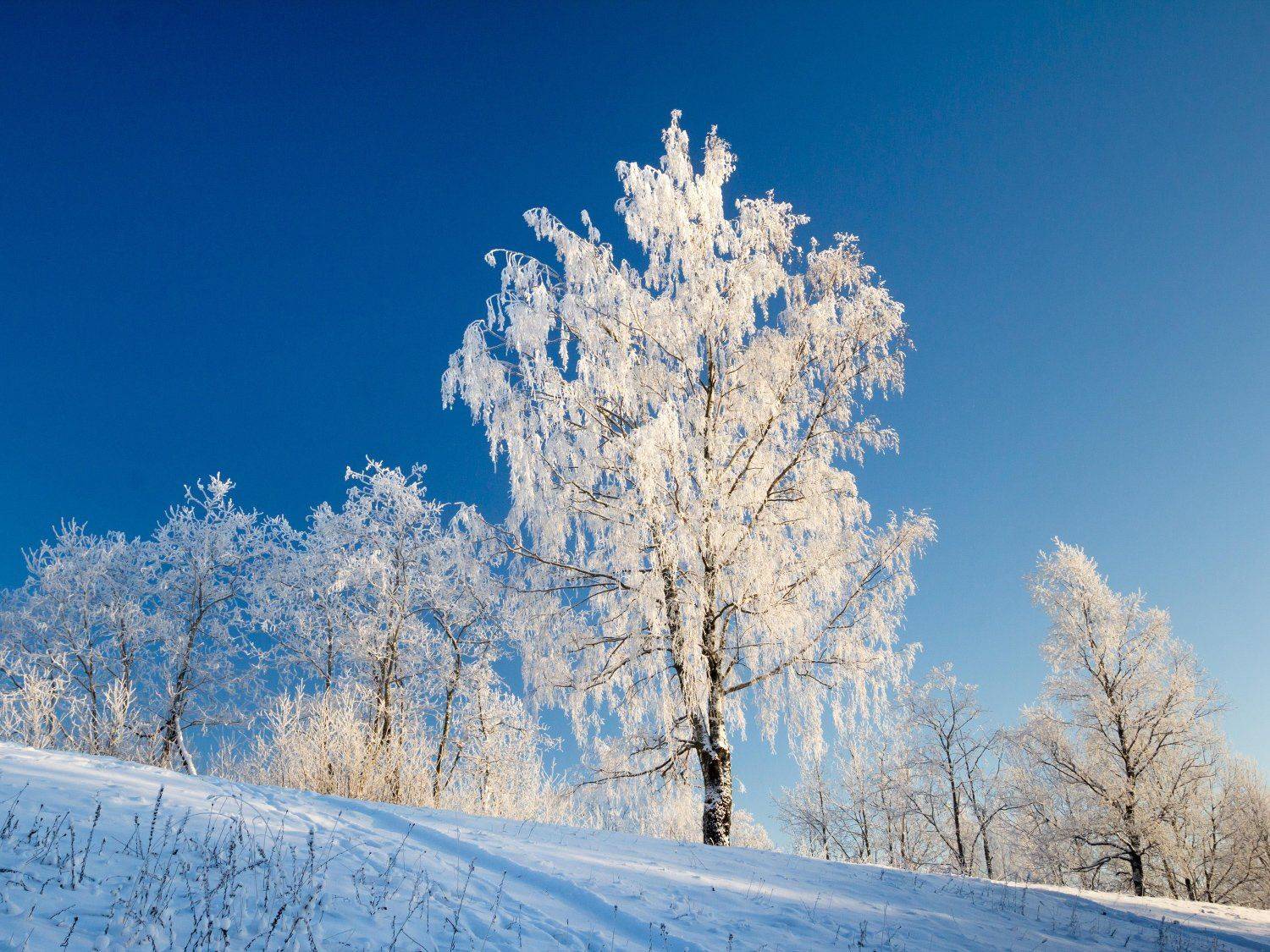 , Тимофей Шутов