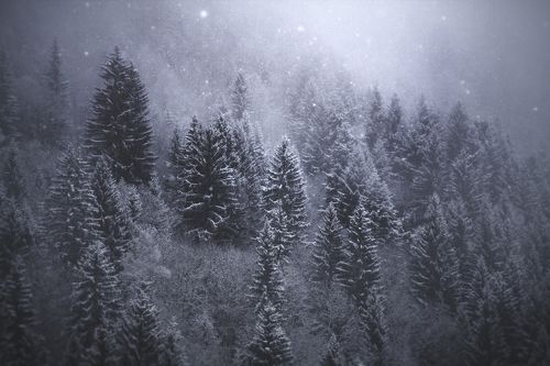 Frozen Silence
