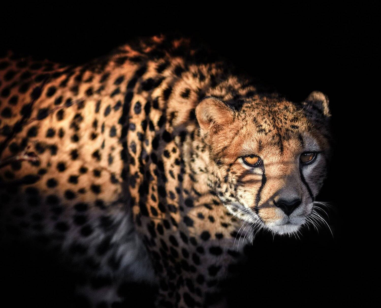 гепард, Олег Богданов