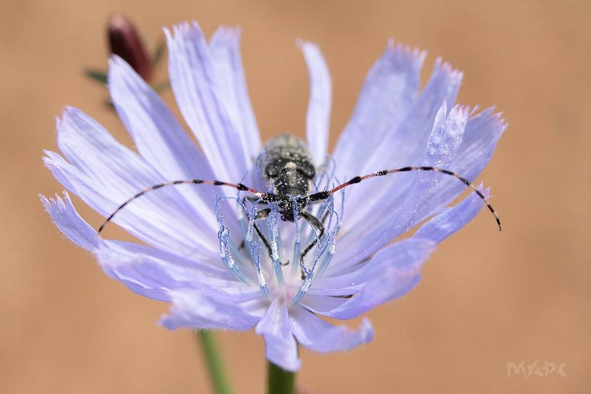 макро жук усач лето цикорий цветок, Шангареев Марс