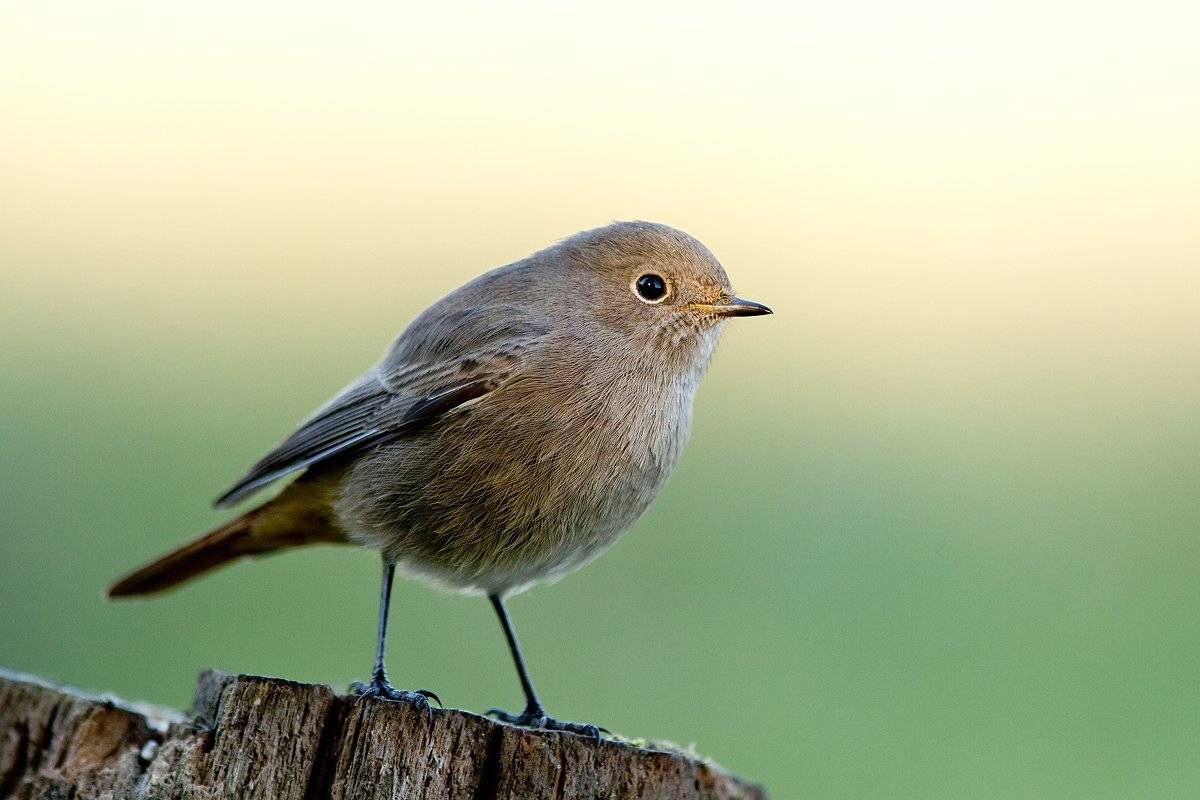 , Janina J?drzejewska-Szombara