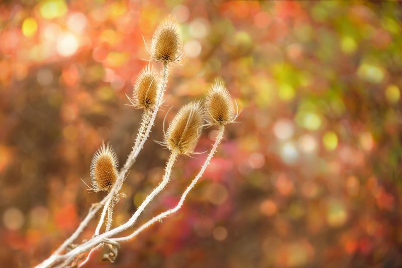 Цвета осени фото превью
