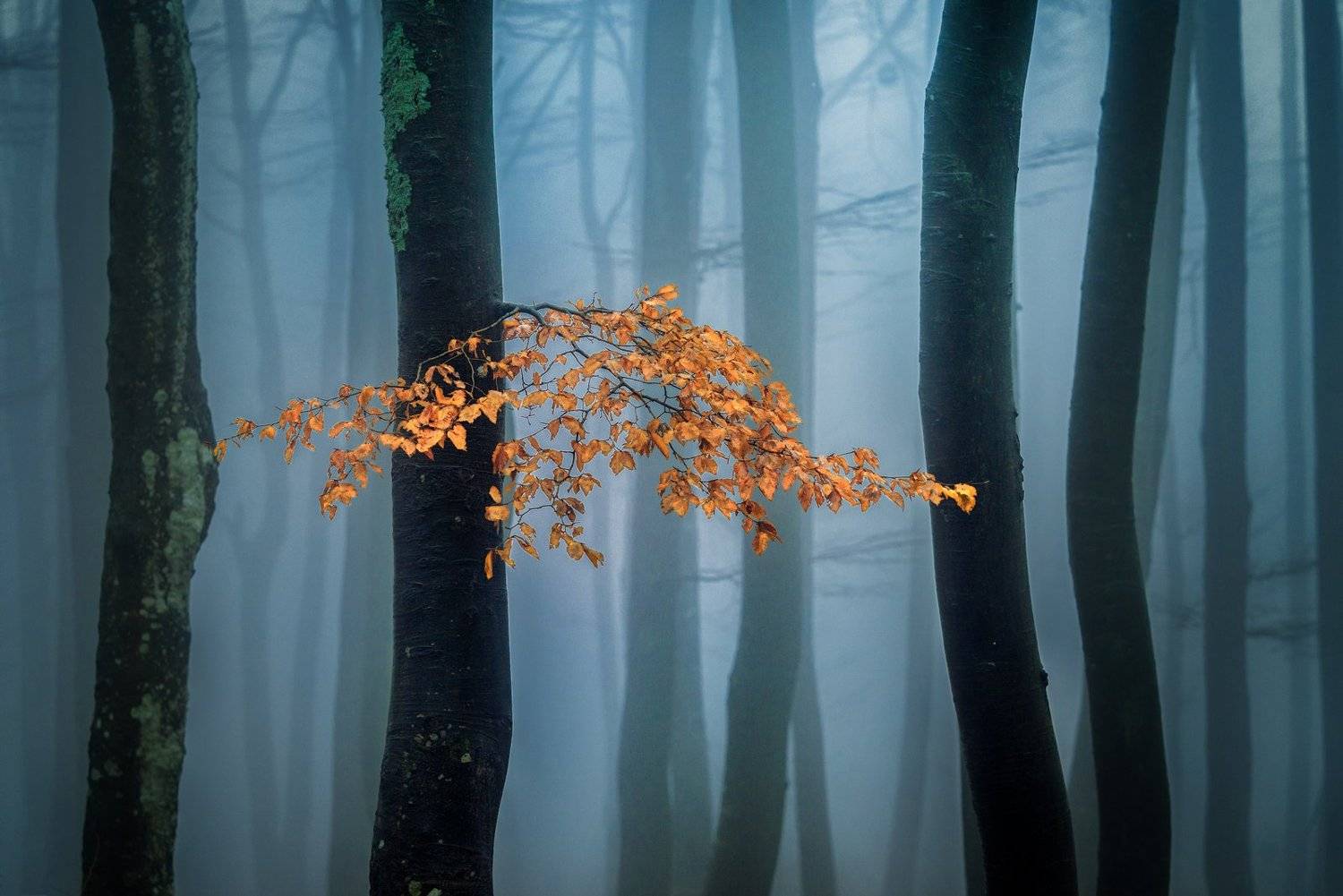 , Тодор Танев