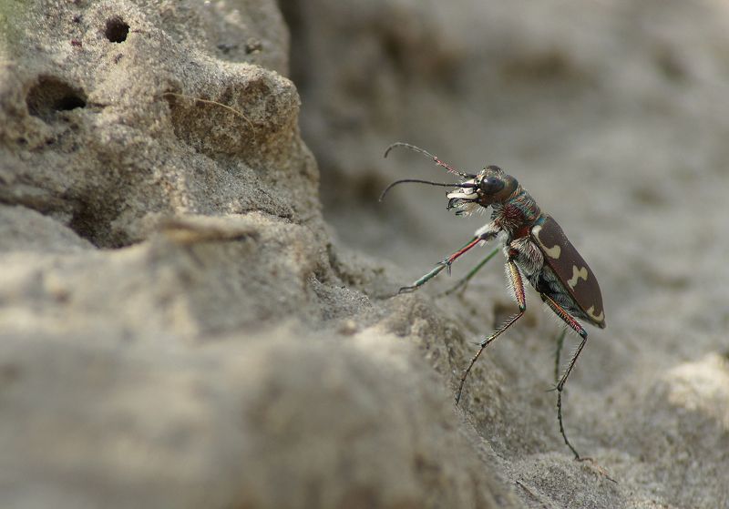 Песчаный разбойник фото превью